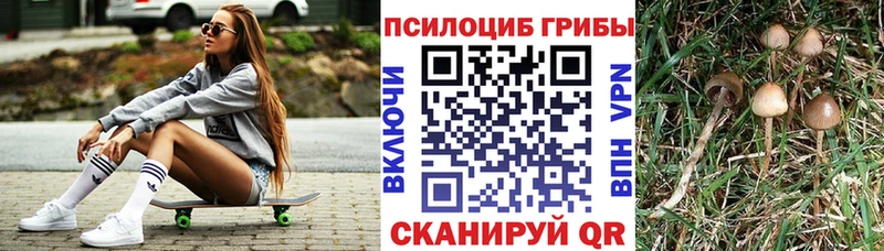 как найти наркотики  Кубинка  Псилоцибиновые грибы Psilocybe 